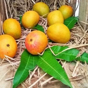 Amrut Payri